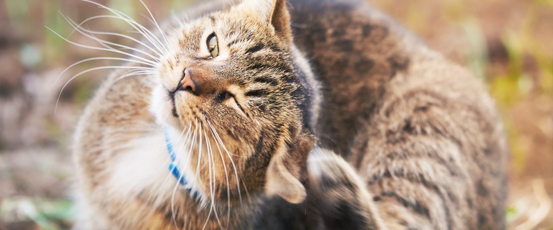 tabby cat scratching its ear whilst sat in a garden wearing a flea collar