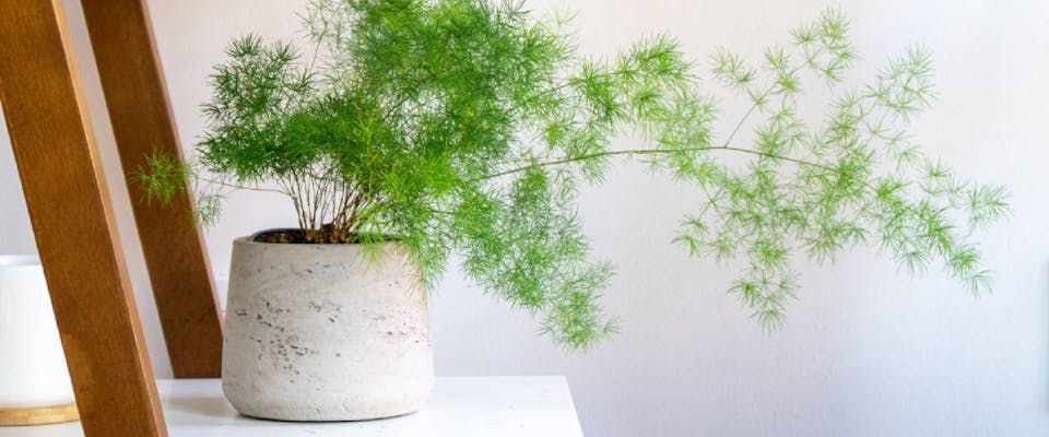 Is Asparagus Fern Poisonous To Dogs TrustedHousesitters is-asparagus-fern-poisonous-to-dogs-trustedhousesitters