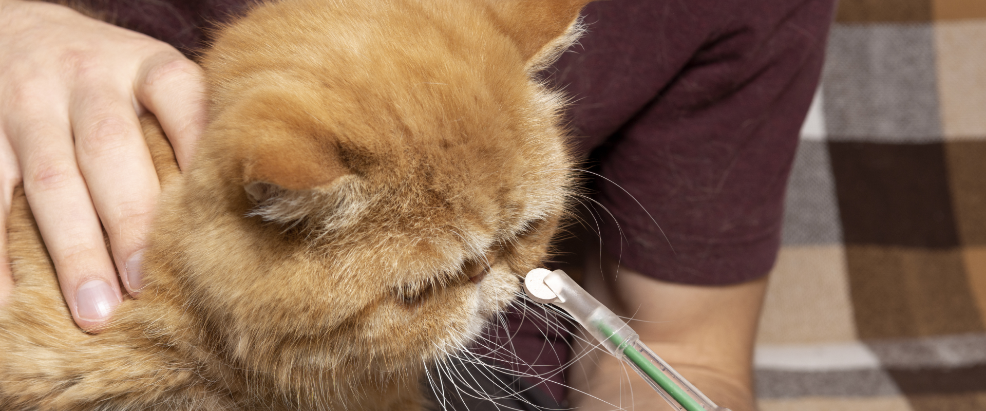 How to Give a Cat a Pill Like a Pro | TrustedHousesitters.com - Calming Tips For Giving Cats Pills