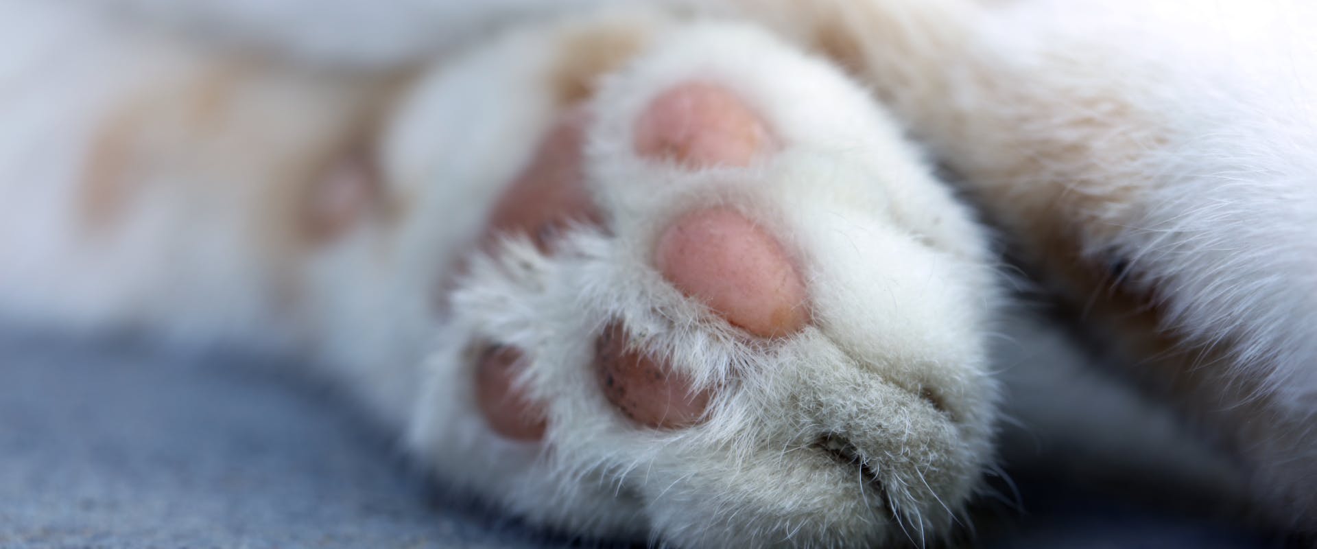 a close up of a cat's paw and toe beans whilst it's lying down