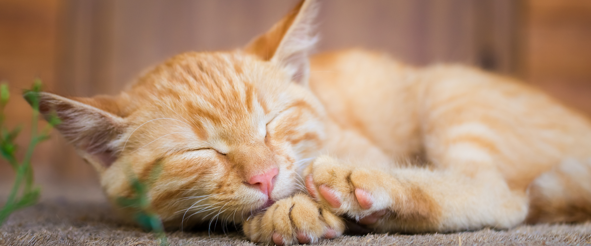 300+ Food Names for Cats