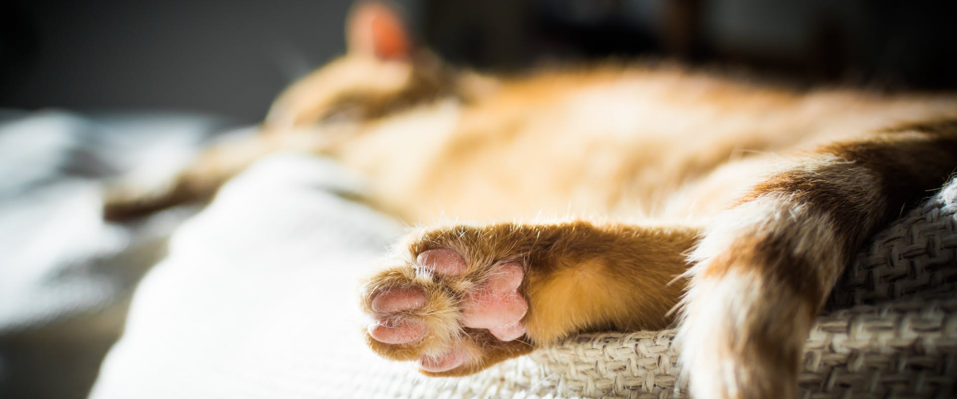 a sleeping tabby cat lying on a blanket in the sun with the camera focus on one of its back paws and toe beans