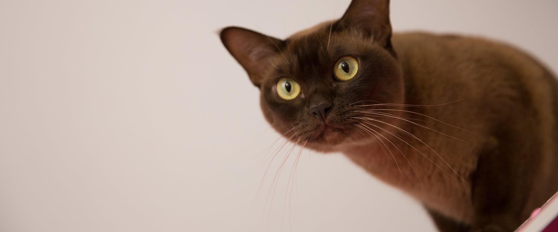 A cute and affectionate Burmese cat peering round a corner
