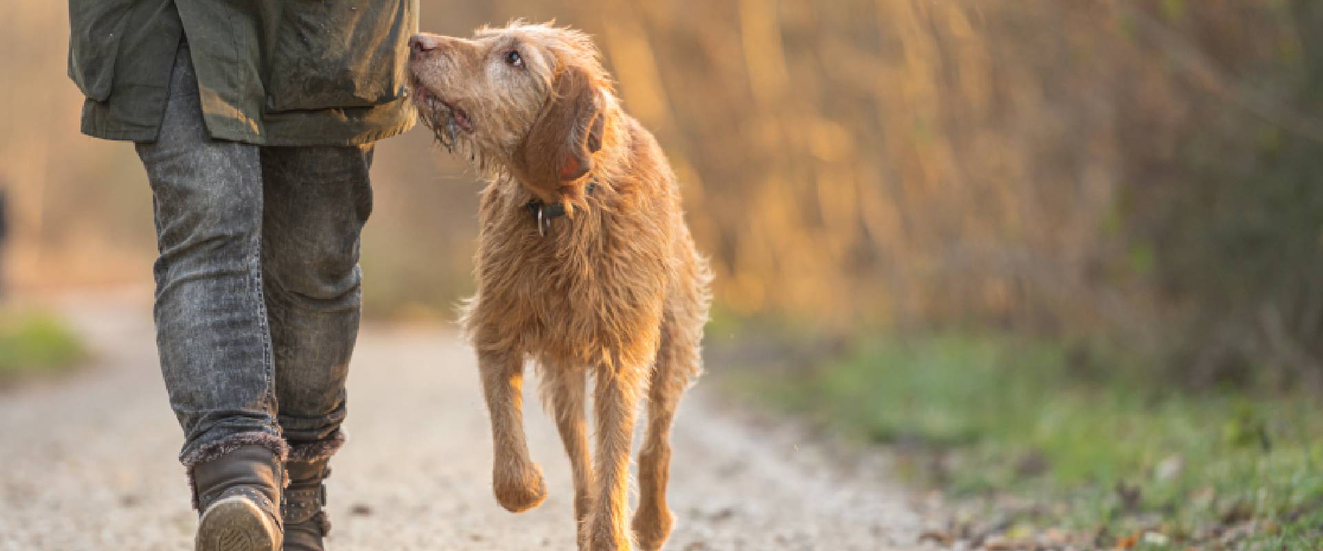 8 Best Dog Walks in Kent