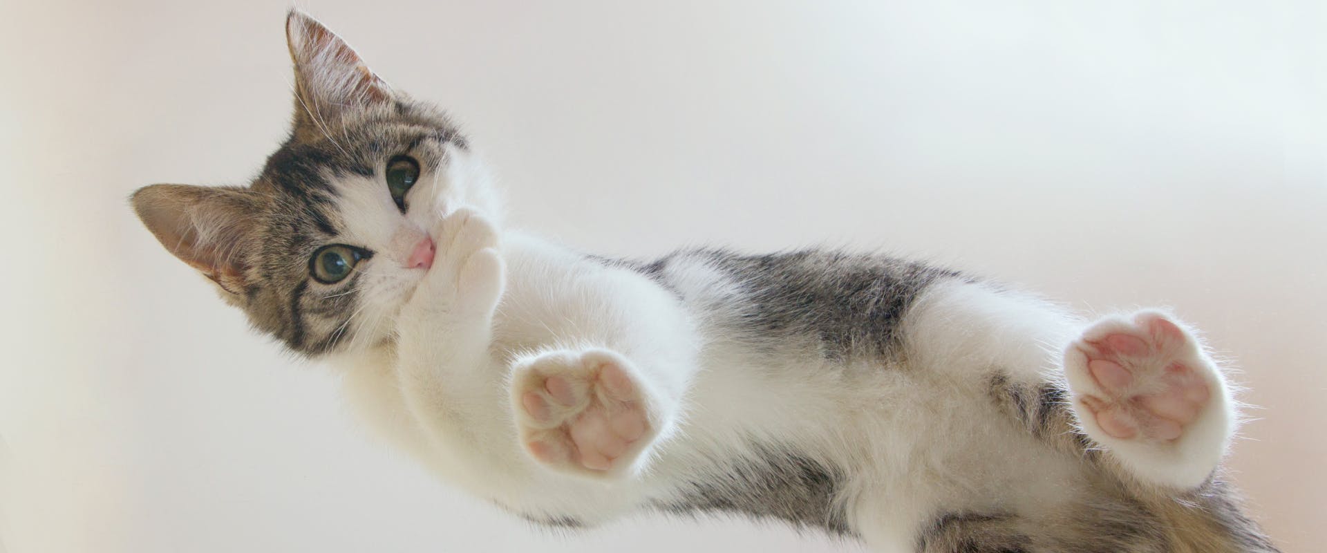 a kitten standing on a glass table with the camera underneath so you can see its toe beans