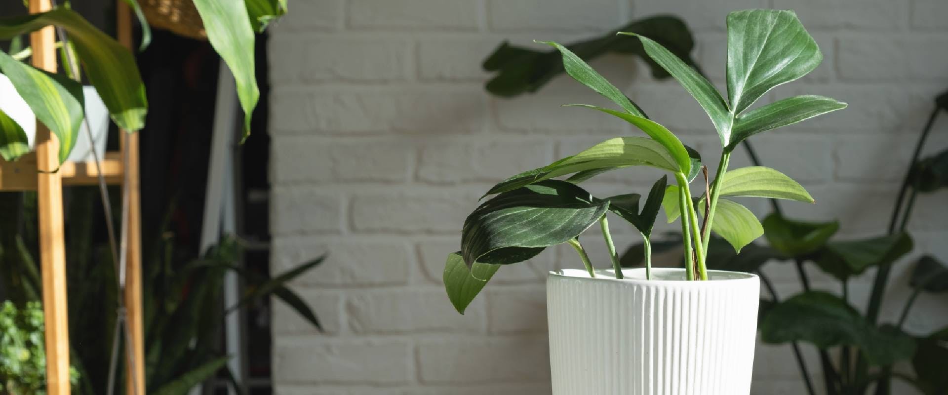 Potted philodendron