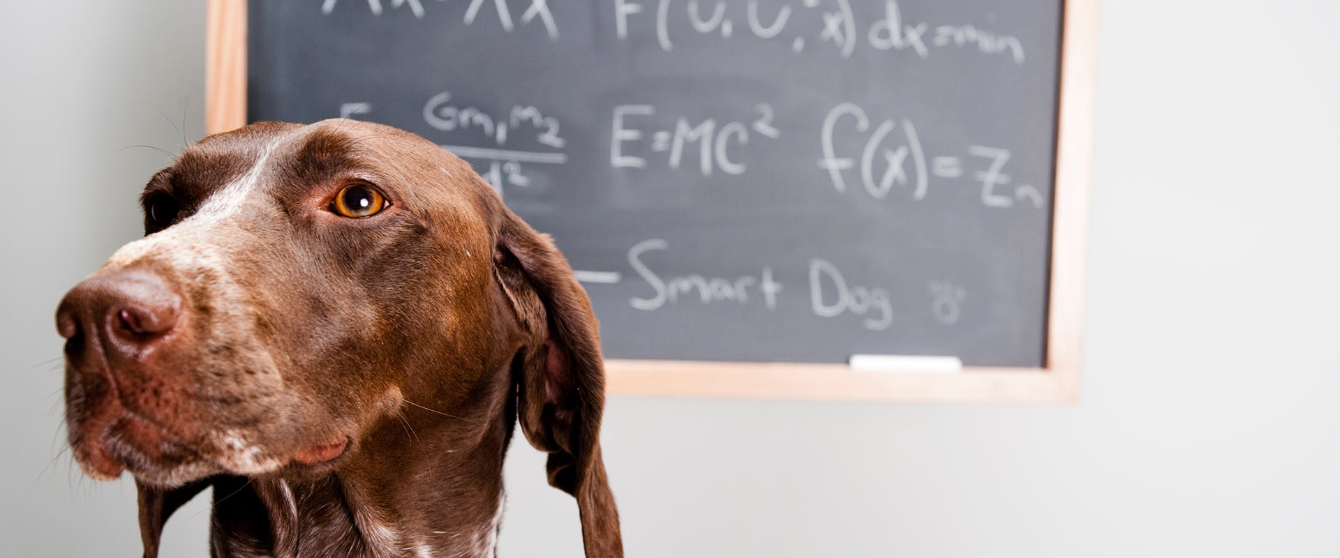 A dog standing in front of a board of scientific equations