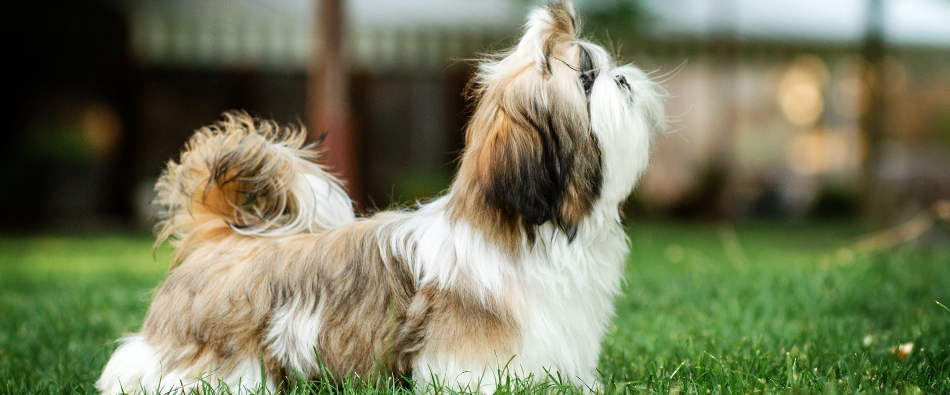 A Shih Tzu dog standing to the side