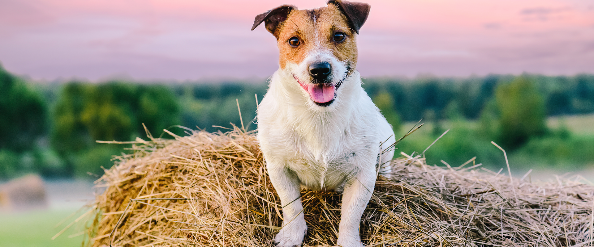 A Jack Russell sitting on a bay of hay