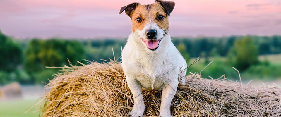 A Jack Russell sitting on a bay of hay