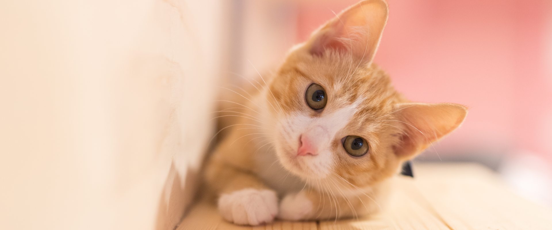 Understanding your cat's gaze why does my cat stare at me