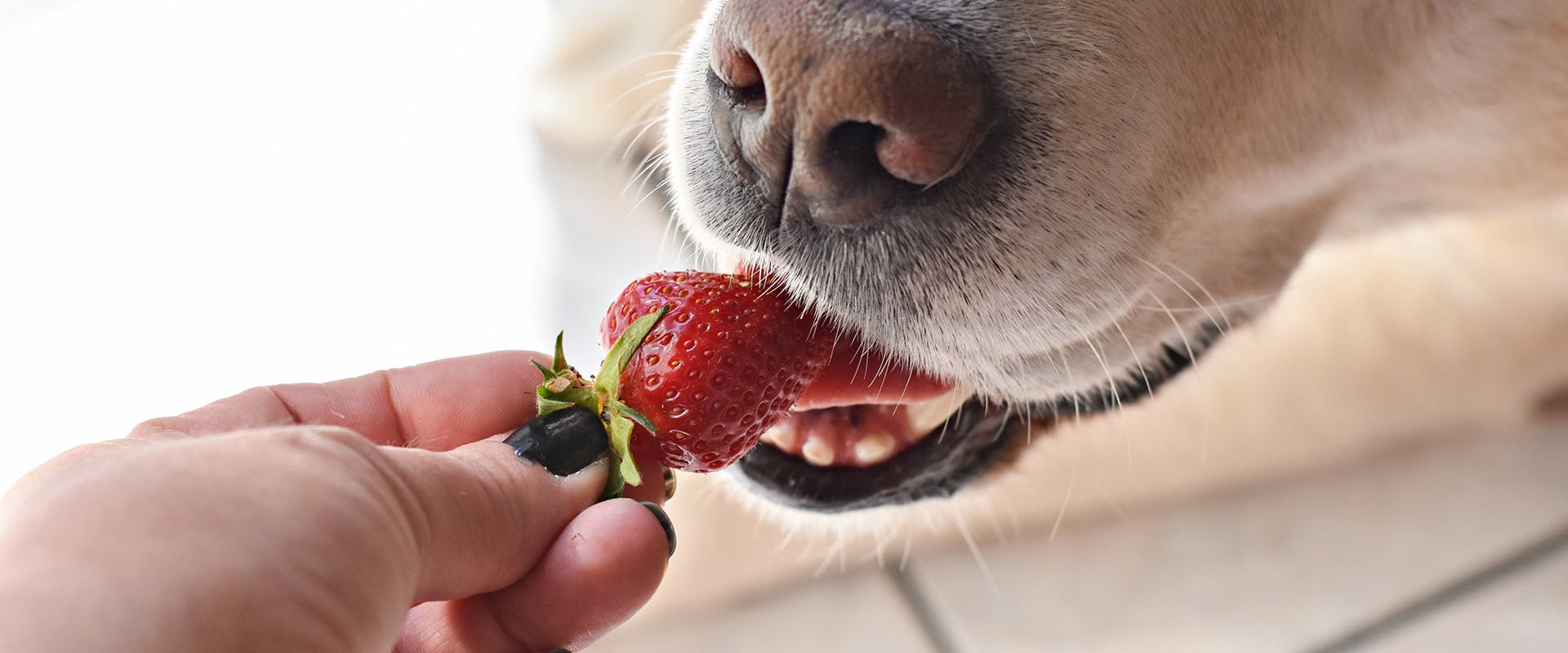 A dog eating a strawberry from a person's hand