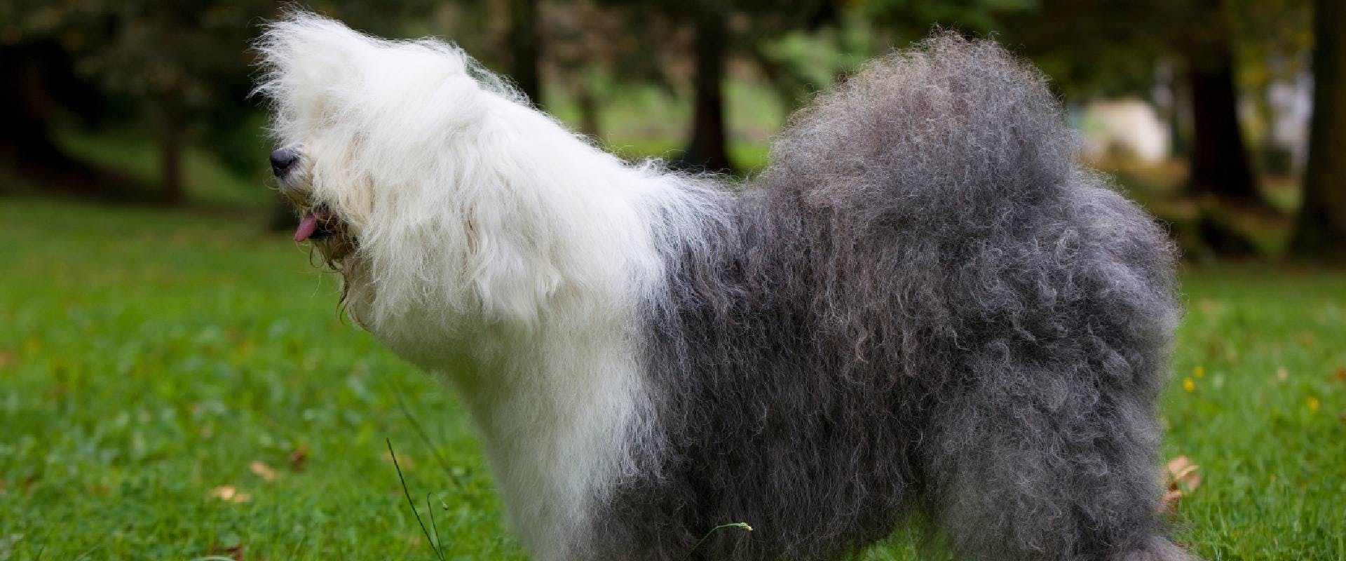 Fluffy Old English Sheepdog