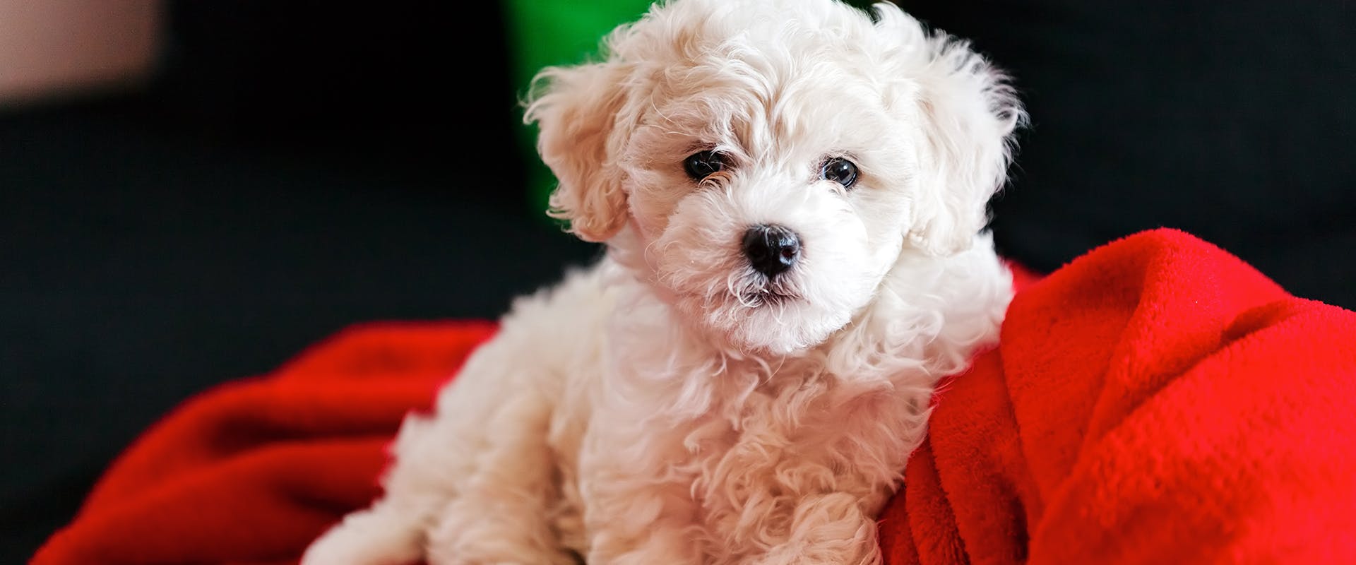 A cute Poochon puppy sitting on a bright red blanket