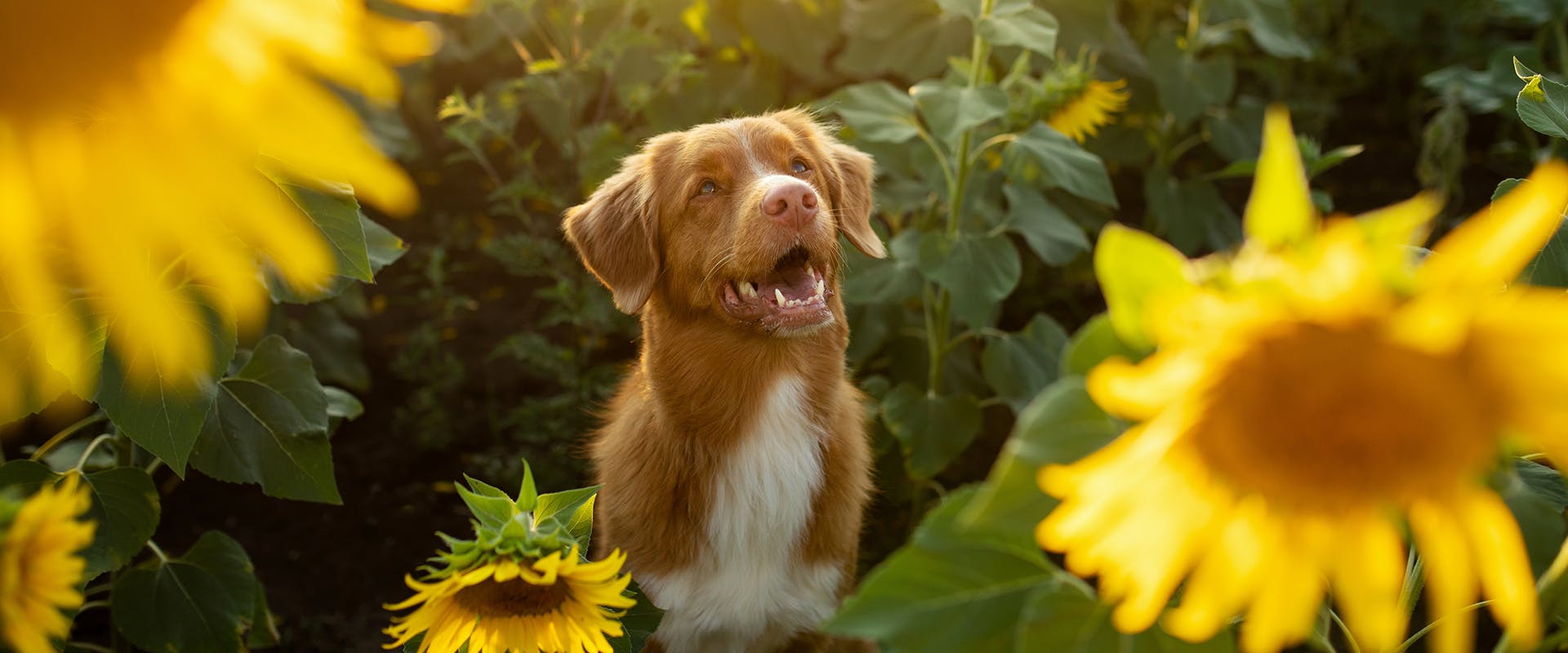 A dog sitting in a field of sunflowers