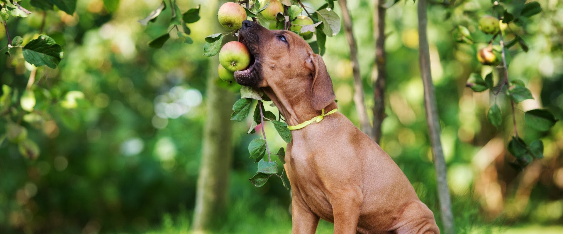 brown dog eating apple from tree