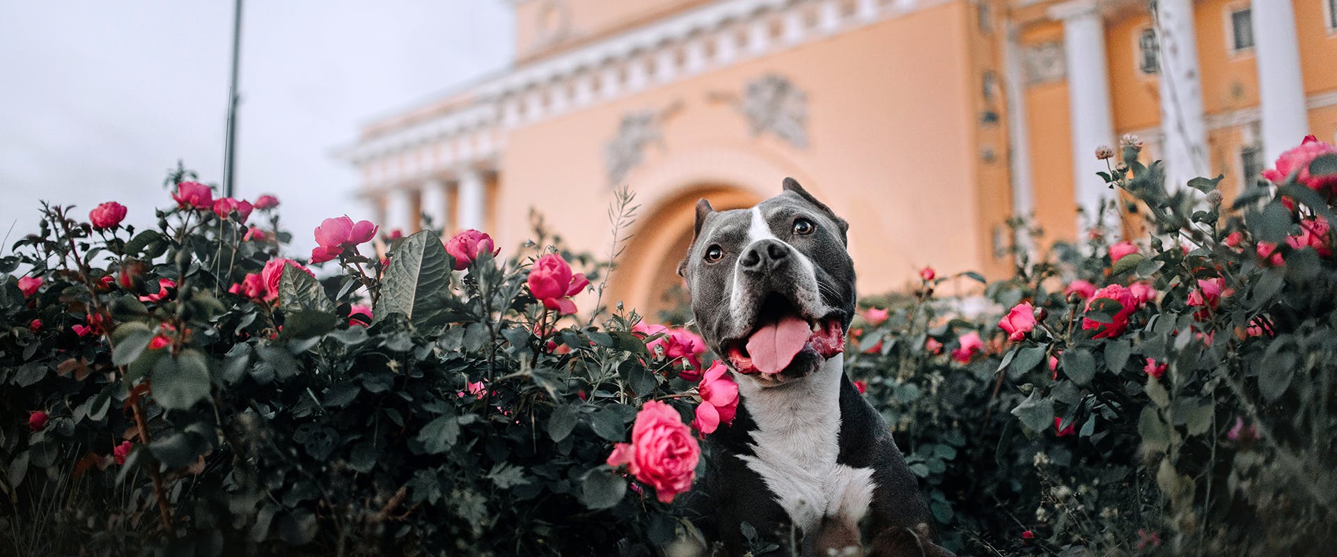 A dog sitting in a rose bush