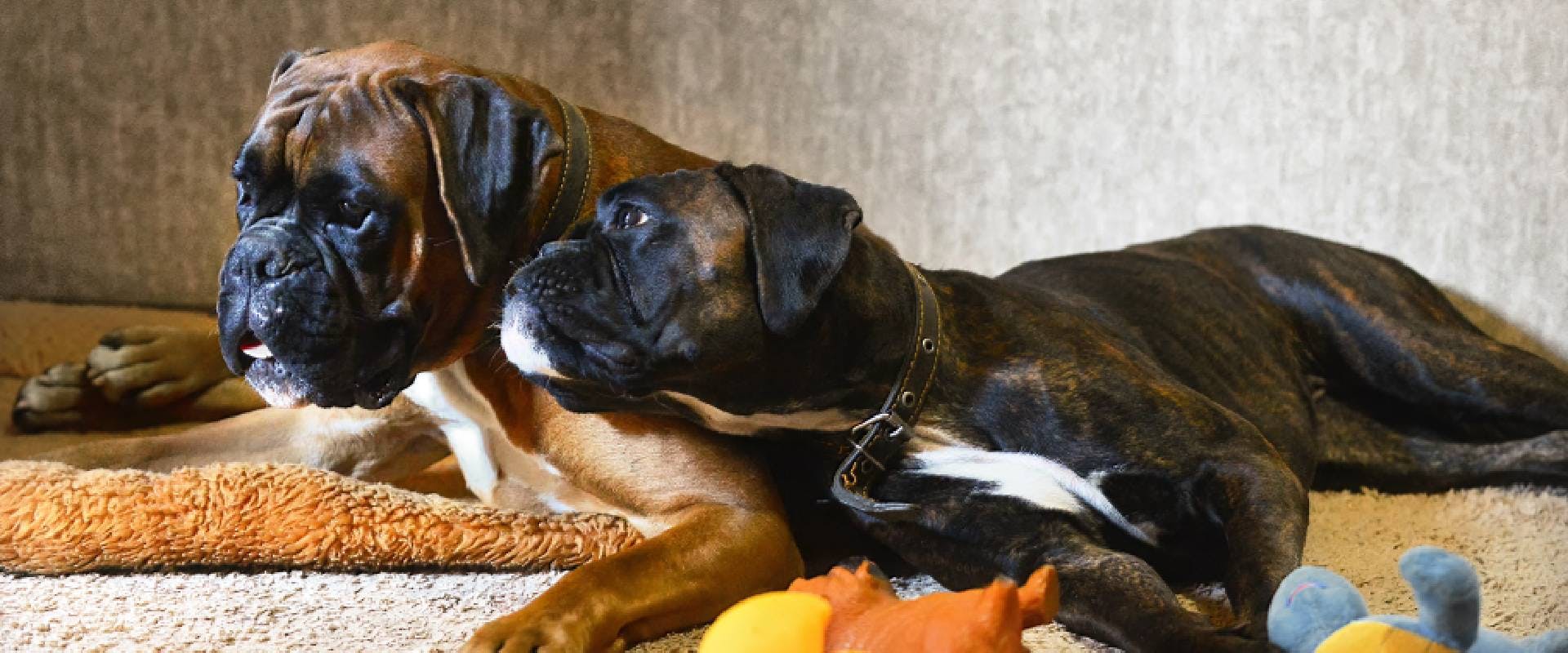Two German Boxer dogs laying on the floor