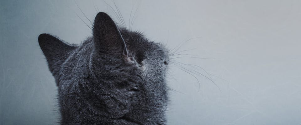 A cat staring at wall.