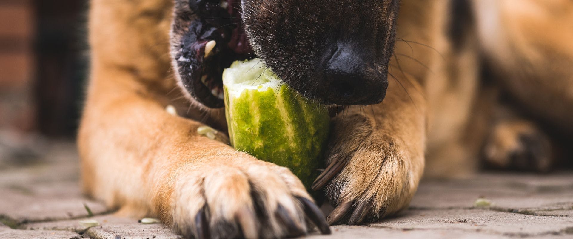 Dog eating cucumber