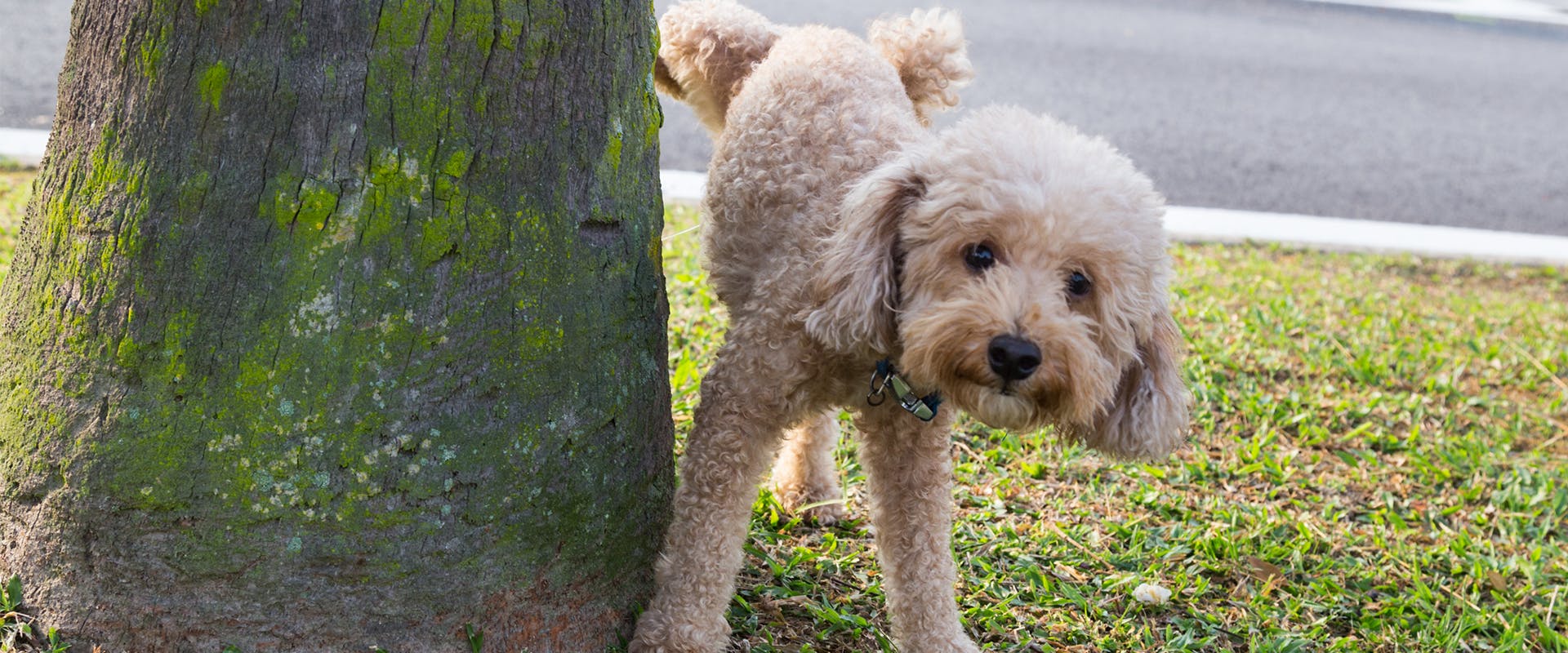 A dog peeing up against a tree