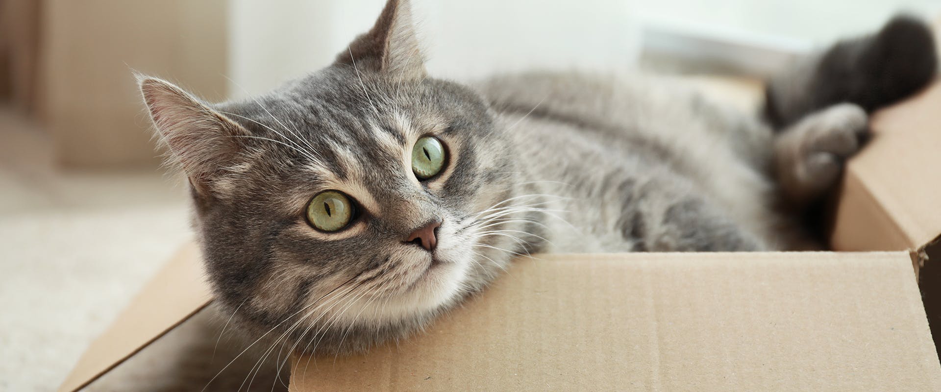 A cat relaxing in a cardboard box