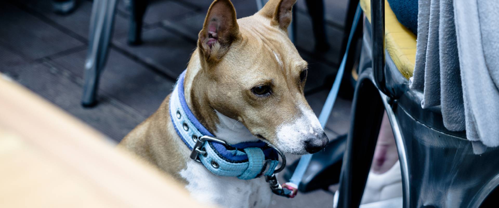 DogFriendly Restaurants San Francisco