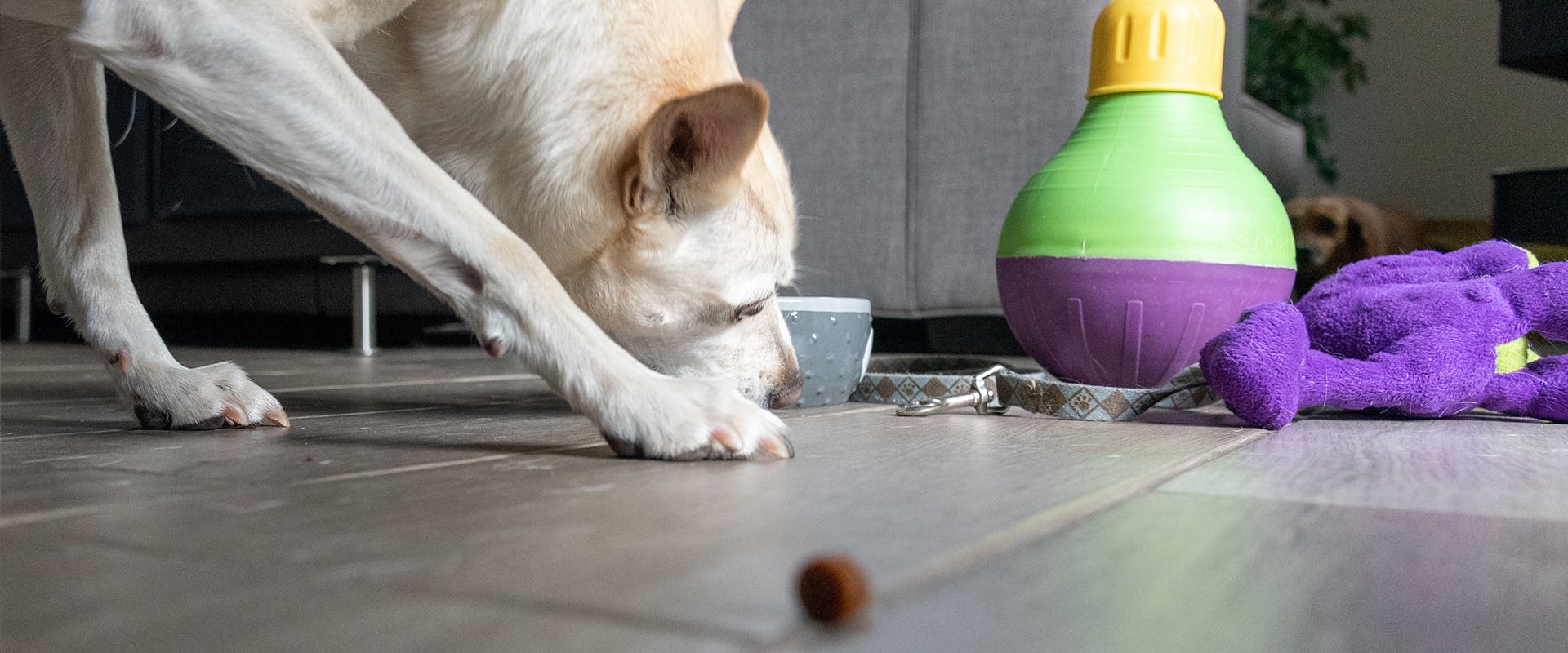 A dog using a feeding puzzle, hunting for biscuits