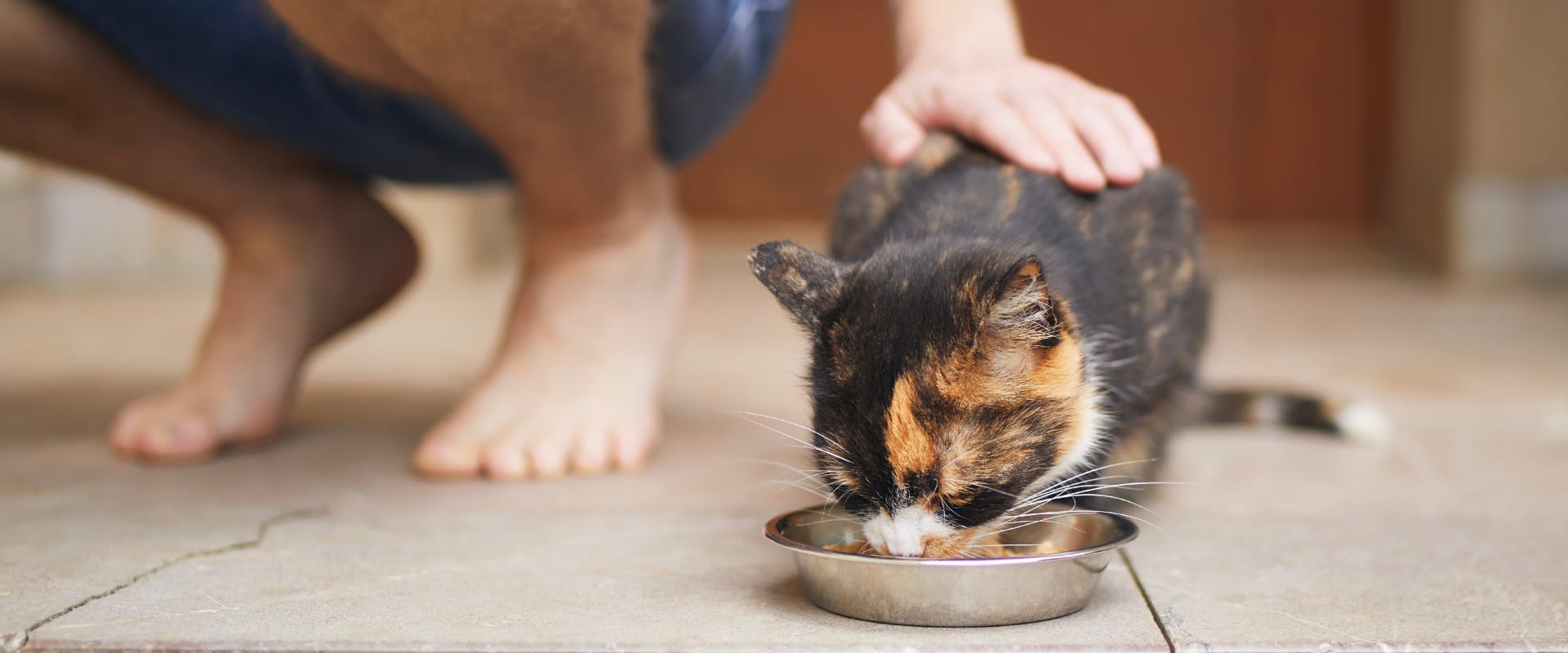 A cat being fed.