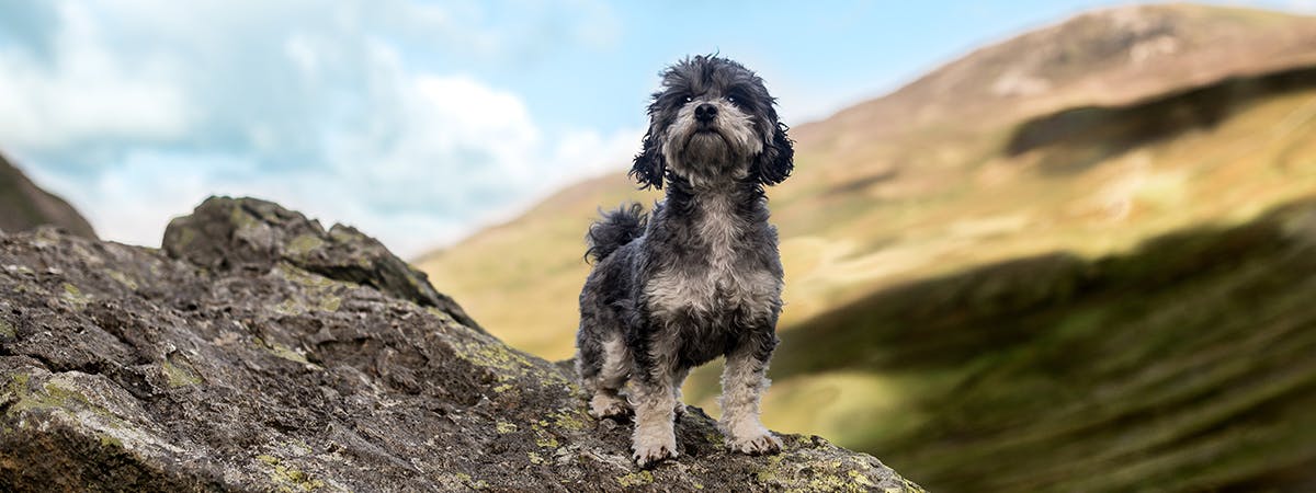 A dog standing on top of a rock in the Lake District