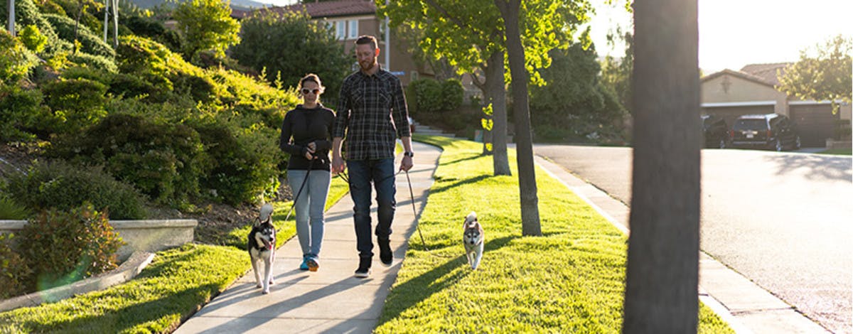 Dog sitters walking in California.