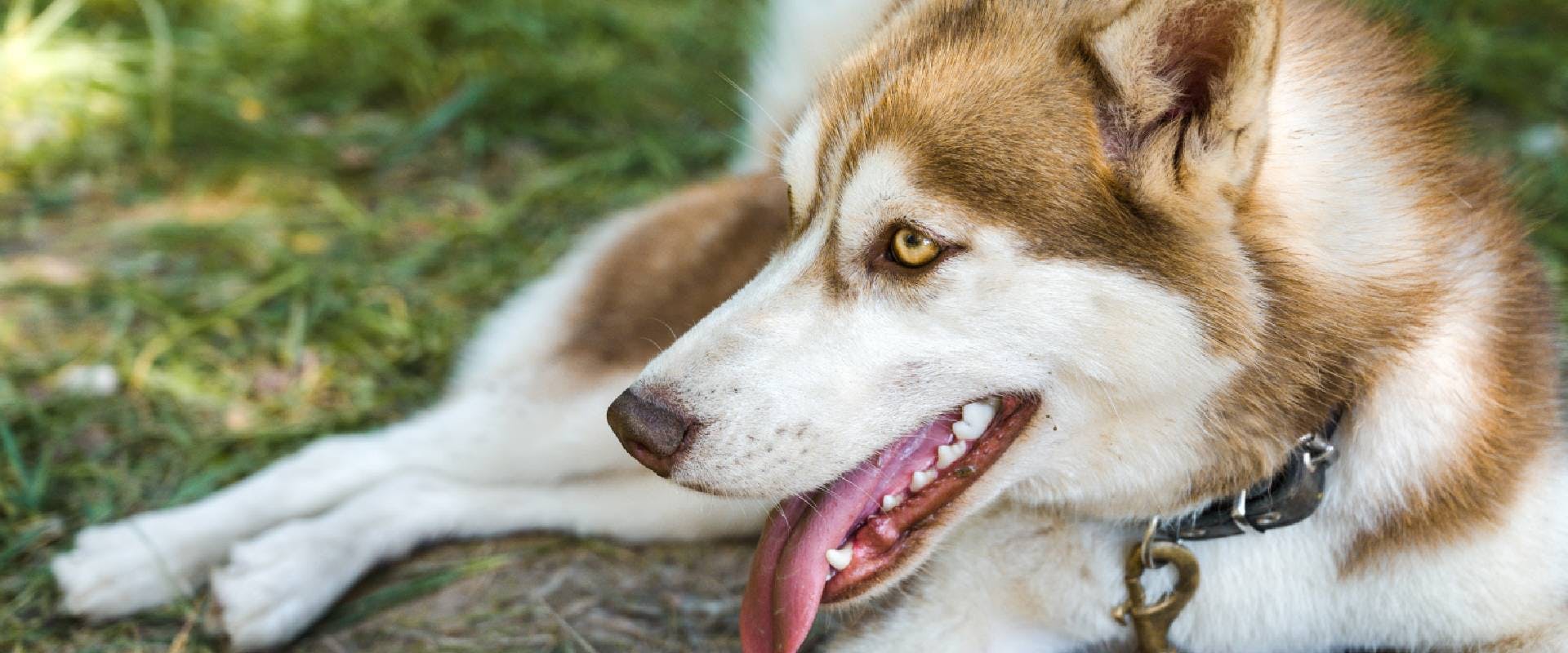 Brown and white Husky close up