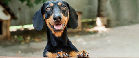 A happy looking Dachshund standing up with its paws resting on a table