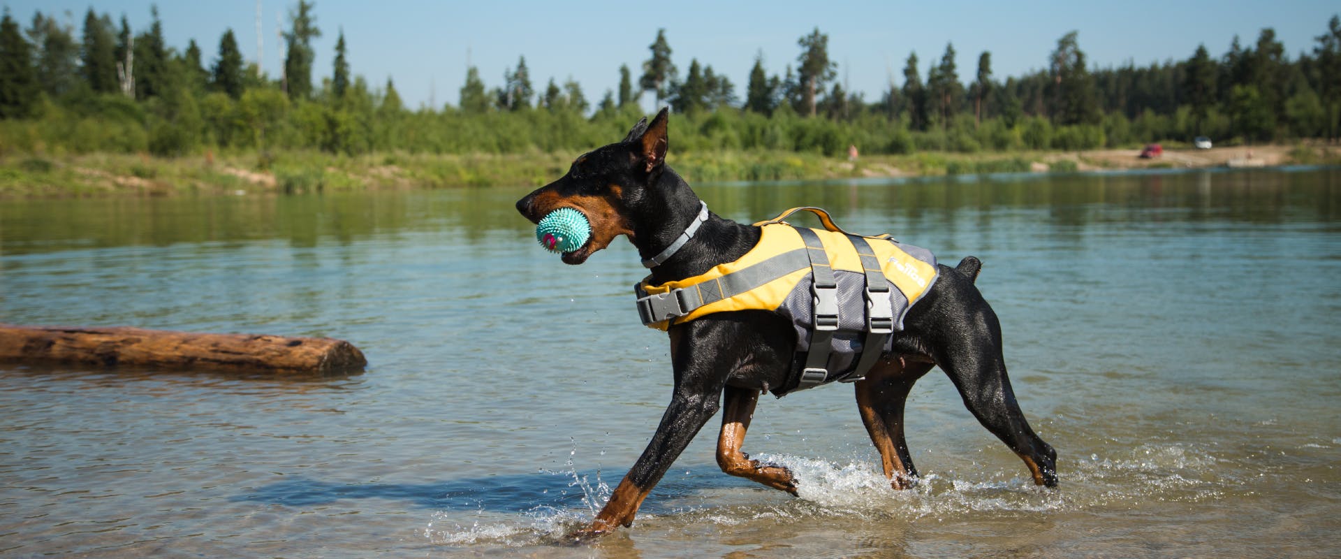 A Doberman wading through a river with a ball in its mouth and wearing a dog life jacket 