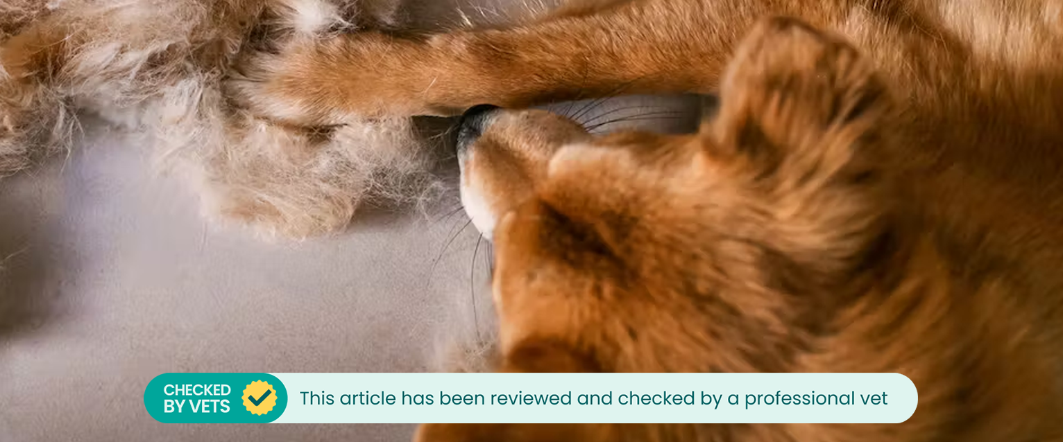 A dog from above, a large pile of fur in a mound on the floor