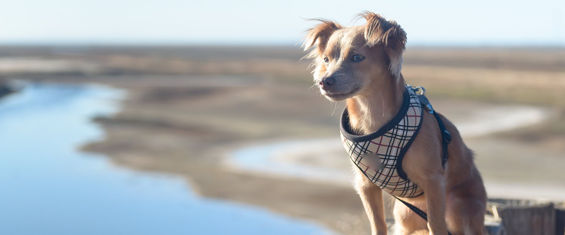 A small dog walking at the coast, wearing a patterened small dog harness