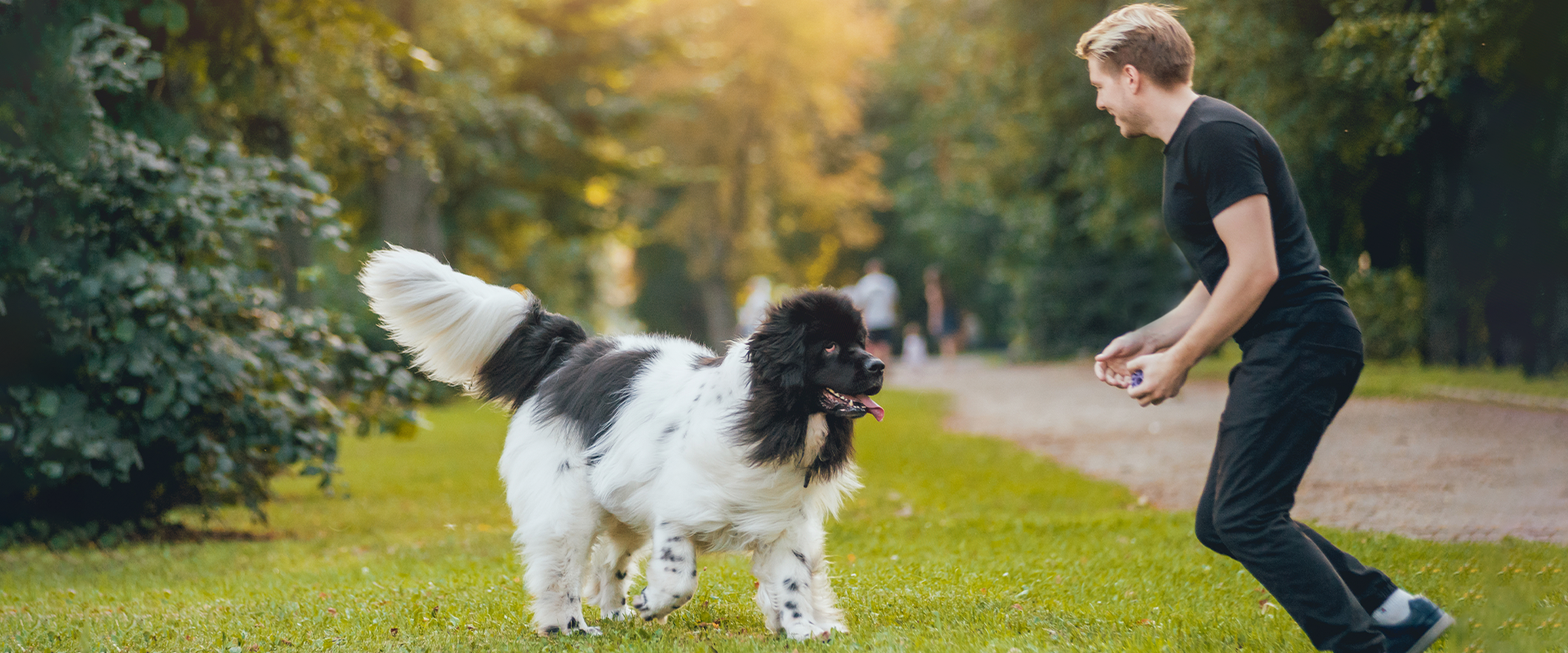 8 Fun Facts About Newfoundland Dogs