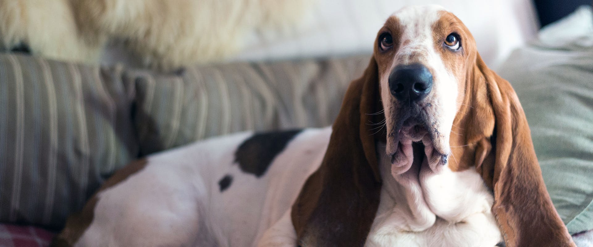 A Basset Hound with floppy ears