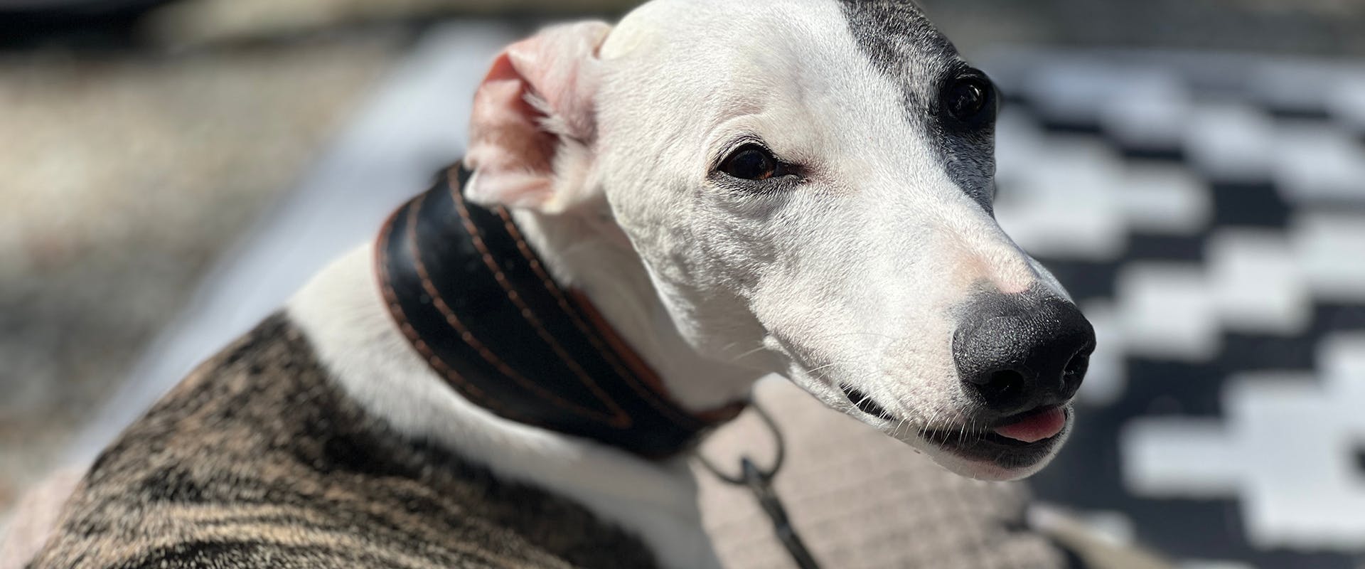 A greyhound wearing a martingale collar