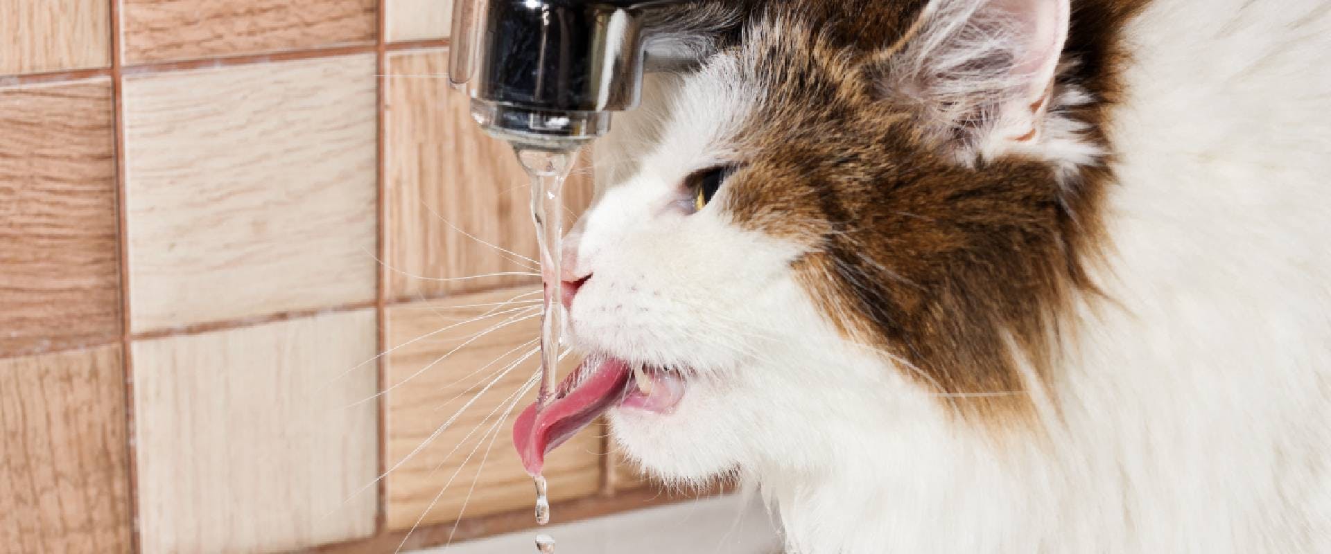 Cat lapping at water from a tap