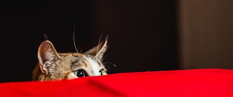 a tabby cat planning a kitty ambush behind a table with a red cloth