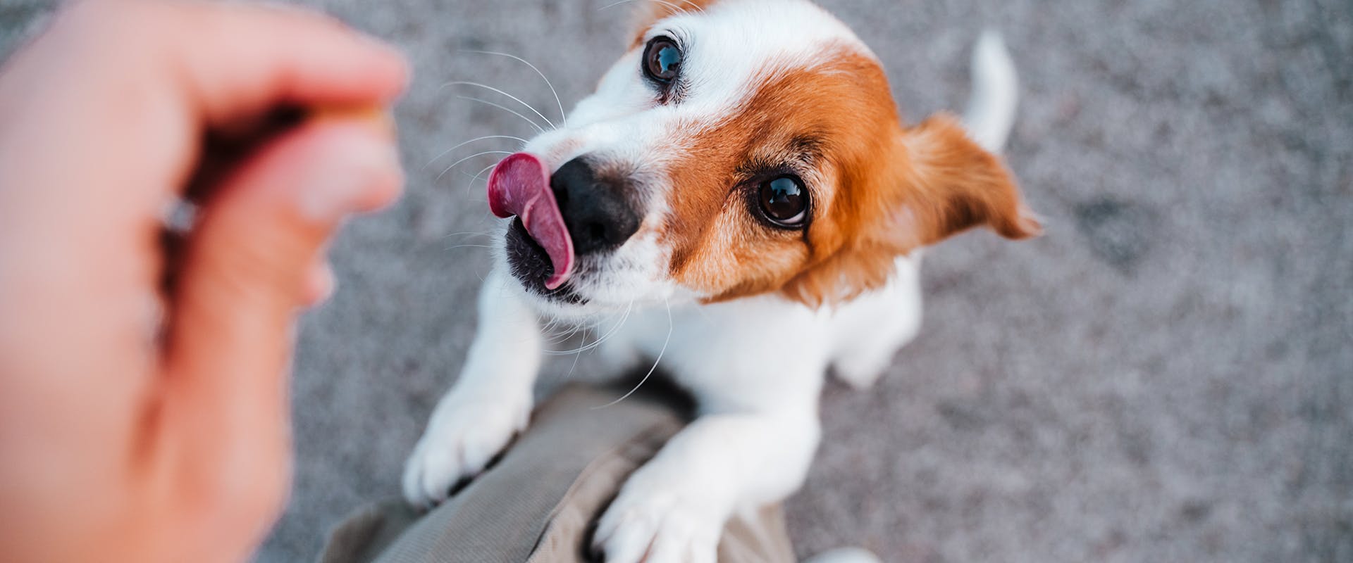 How much should I feed my dog? A cute puppy leaping up for a dog treat