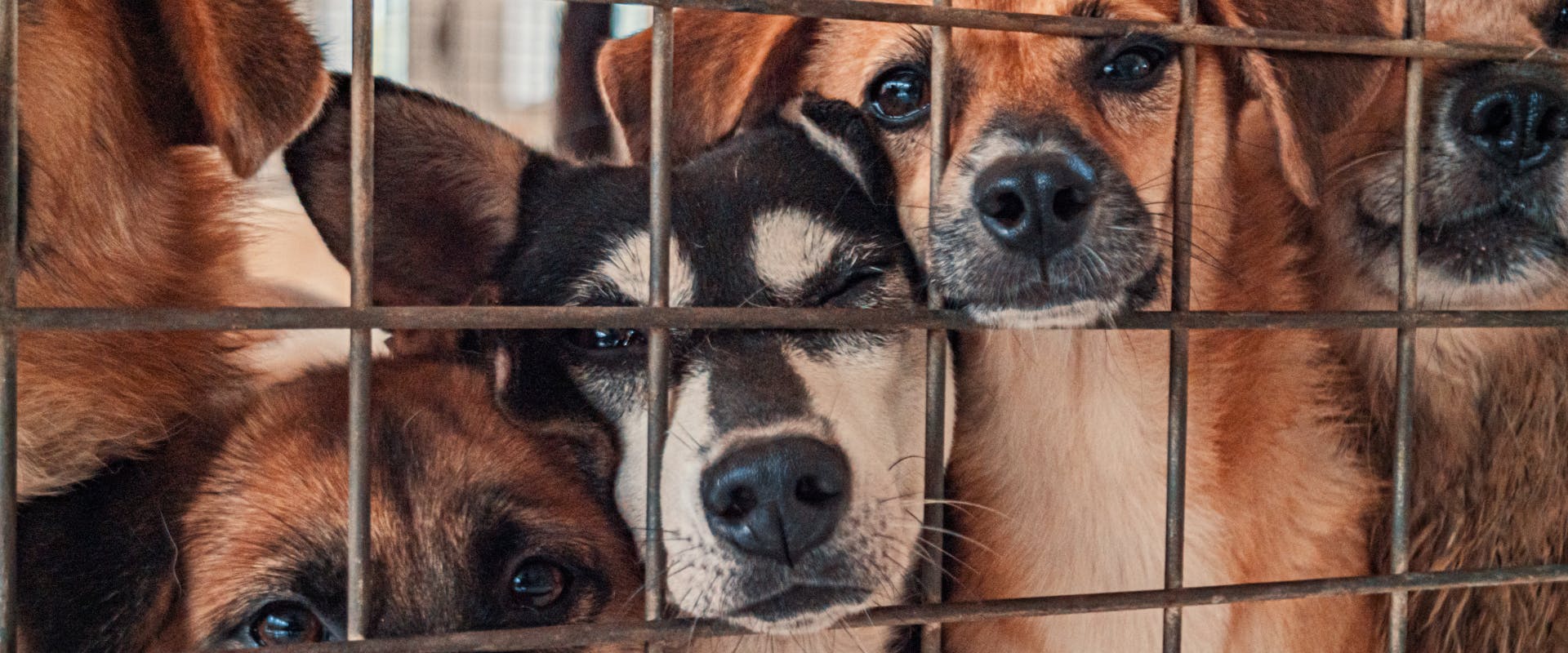 many dogs looking through a metal fence at a dog boarding facility