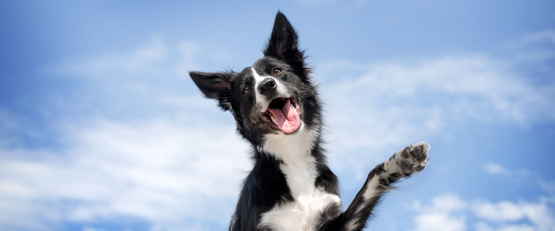 A dog lifts its paw in the air.
