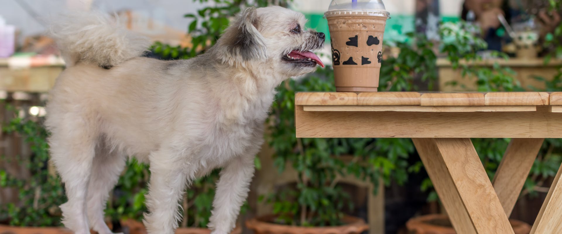 small dog stood on a picnic bench sniffing an iced coffee in a outside patio