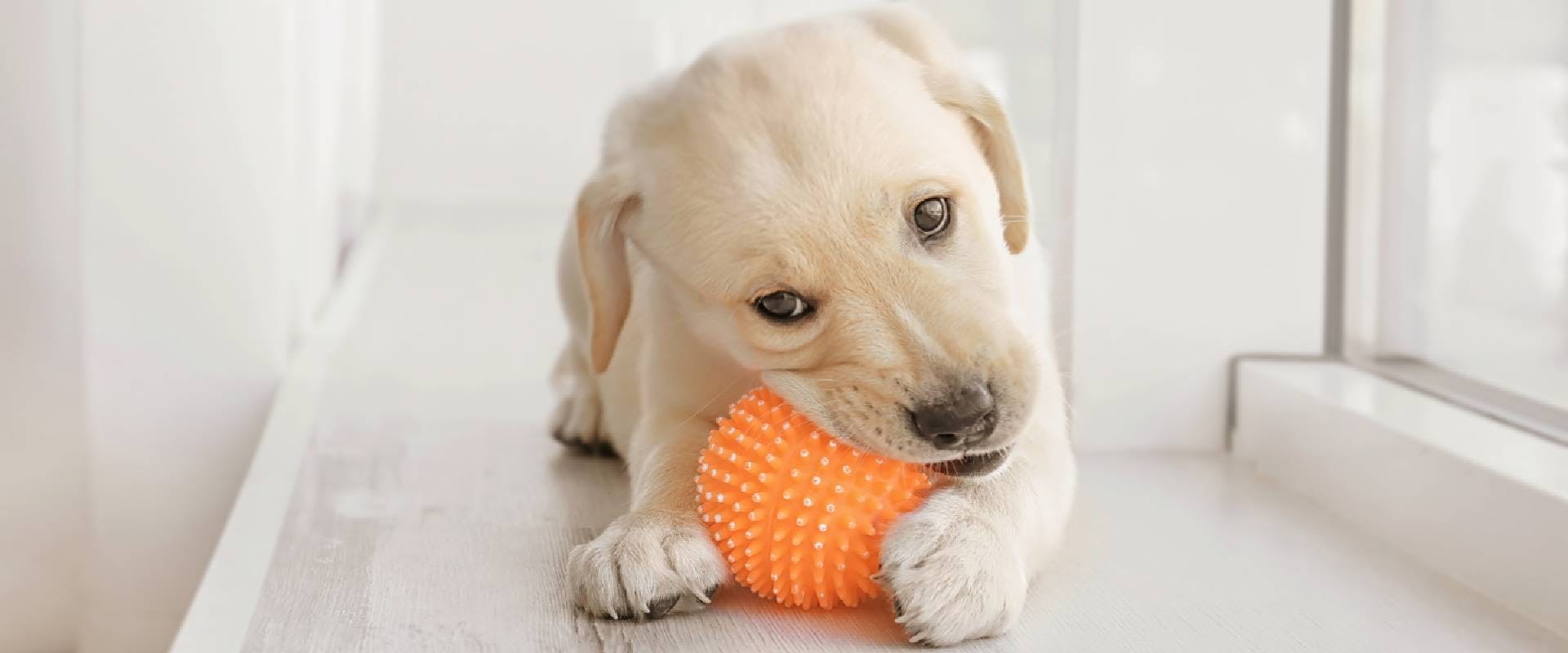 Labrador Retriever puppy playing with rubber ball
