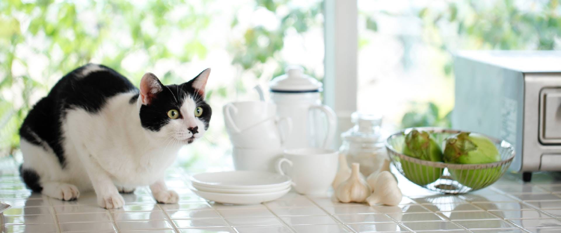 Cat on the kitchen side with garlic and fruit