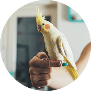 A bird perched on a finger