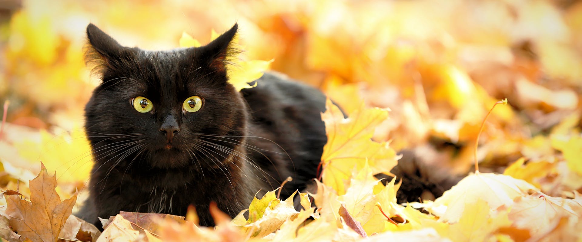 A black cat sat in a pile of autumn leaves
