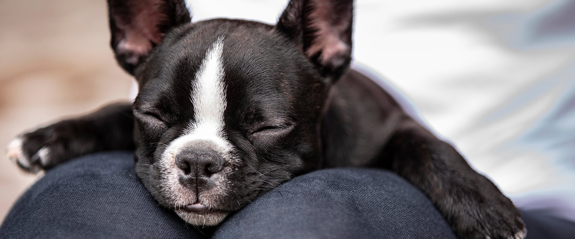A small Boston Terrier puppy sleeping on a person's lap